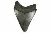 Fossil Megalodon Tooth - South Carolina #164288-1
